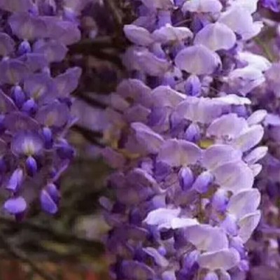 Glicina azul